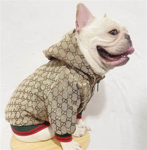 Gucci designer dog clothing